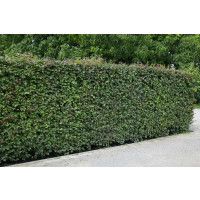 Acer campestre / Javor babyka, bal. 10 ks VK na živý plot, 40-60 cm
