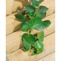 Hedera helix ´Arborescens´ / Břečťan popínavý, 25-30 cm, C2