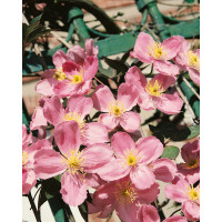 Clematis montana ´Rubens´ / Plamének, 80 cm, C2