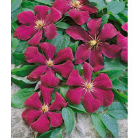 Clematis ´Rouge Cardinal´ / Plamének, 40 cm vyv., C2
