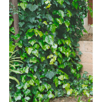 Hedera helix ´Hibernica´ / Břečťan popínavý, 20 - 30 cm, K9