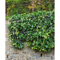 Hedera helix ´Hibernica´ / Břečťan popínavý, 20 - 30 cm, K9