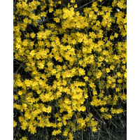 Jasminum nudiflorum / Jasmín nahokvětý, 30-40 cm, C1,5