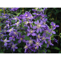 Clematis integrifolia 'Mongolian Bells' / Plamének celolistý , K9