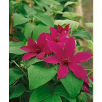 Clematis ´Rüütel´ / Plamének, 50-60 cm, C4