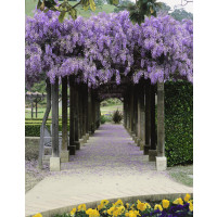 Wisteria sinensis ´Blue´ / Vistárie modrá, 60-80 cm, C2