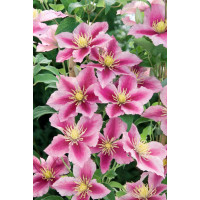 Clematis ´Piilu´ / Plamének, 80 cm vyv., C2