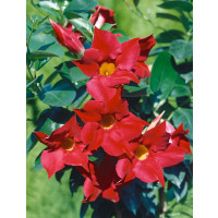 Mandevilla ´Dark Red / Mandevila červená, K11