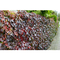Parthenocissus tricuspidata ´Veitchii´ / Přísavník trojcípý, C1,5