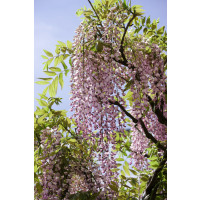 Wisteria sinensis ´Honbeni´ / Vistárie růžová, 125-150 cm, C5