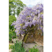 Wisteria sinensis / Vistárie čínská, 50-60 cm, C2