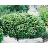 Picea abies ´Nidiformis´ / Smrk ztepilý , 12-15 cm, C1,5