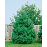 Pinus strobus / Borovice vejmutovka , 40-50 cm, C3