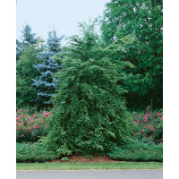 Tsuga canadensis / Jedlovec kanadský, 60-80 cm, C8