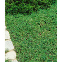 Juniperus communis ´Green Carpet´ / Jalovec obecný, 10-15 cm, K13