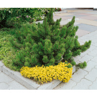 Pinus mugo mughus / Borovice kleč, 15-20 cm, C2