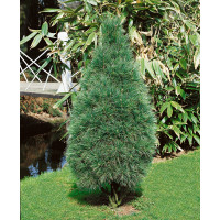 Pinus strobus ´Fastigiata´ / Borovice vejmutovka, 40-50 cm, C5