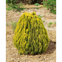Thuja orientalis ´Morganii´ / Zerav východní, 15-20 cm, C1,5