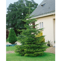 Abies nordmanniana / Jedle kavkazská, 25-30 cm, BK