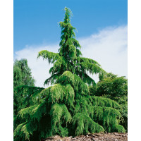 Cedrus deodara / Cedr himalájský, 20-30 cm, K9