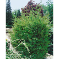 Cupressocyparis leylandii ´Green´ / Cypřišovec Leylandův, 30-40 cm, K9