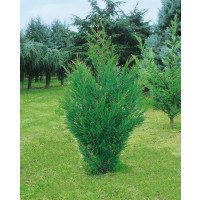 Cupressocyparis leylandii ´Oger´ / Cypřišovec Leylandův, 80 cm, C1,5