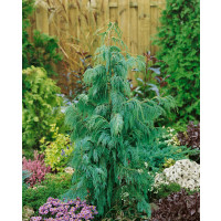 Chamaecyparis nootkatensis ´Pendula´ / Cypřišek nutkajský, 150+ cm, C3
