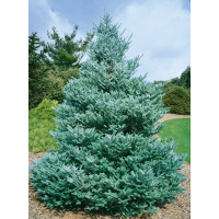 Abies koreana / Jedle korejská, 20-25 cm, C1,5