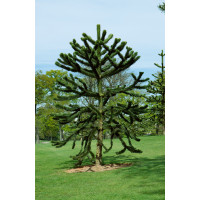 Araucaria araucana / Blahočet čilský, 50+ cm, C7