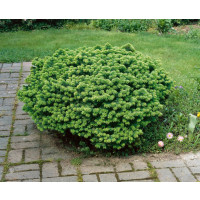 Abies balsamea 'Nana´ / Jedle balzámová, 60-70 cm, C25
