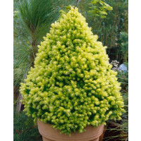 Picea glauca ´Daisy´s White´ / Smrk sivý, 30 cm, C2
