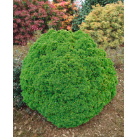 Picea glauca ´Alberta Globe´ / Smrk, 20-25 cm, C3,5