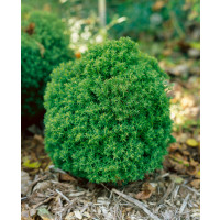 Thuja occidentalis ´Teddy´ / Zerav západní, 10-15 cm, C1