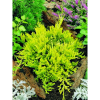 Juniperus horizontalis ´Golden Carpet´ / Jalovec polehlý, 15 - 20 cm, C2