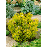 Pinus mugo ´Wintergold´ / Borovice kleč, 15-20 cm, C3