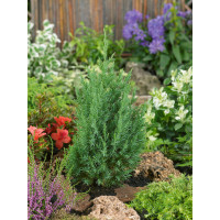 Juniperus chinensis ´Stricta´ / Jalovec čínský, 40-50 cm, C3