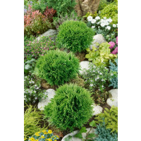 Thuja occidentalis 'Danica' / Zerav západní kulovitá, 15-20 cm, C2