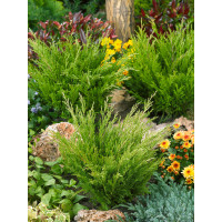 Juniperus horizontalis ´Andora Compacta´ / Jalovec polehlý, 30-40 cm, C3