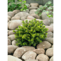 Picea abies ´Little Gem´ / Smrk ztepilý, 30 cm, C3
