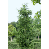 Larix decidua / Modřín opadavý, 30-40 cm, C1,5
