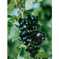Ribes nigra ´Titania´ / Rybíz černý, stromek, 2-3 výh.