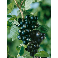 Ribes nigra ´Titania´ / Rybíz černý, keř, 4-5 výh.