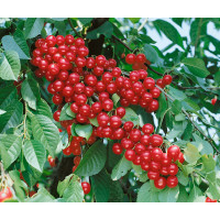 Prunus cerasus ´Meteor Korai´ / Višeň raná, mahalebka