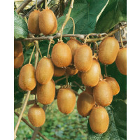 Actinidia chinensis ´Hayward´ / Kiwi velkoplodé, samičí r., C2