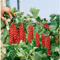 Ribes rubrum ´Rovada´ / Rybíz červený, keř, 2-3 výh.