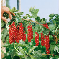 Ribes rubrum ´Rovada´ / Rybíz červený, stromek,1 výh., VK