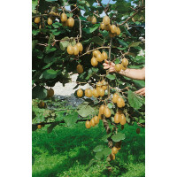 Actinidia chinensis ´Jenny´ / Kiwi velkoplodé, 70-80 cm, C2