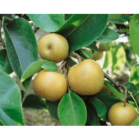 Pyrus communis ´Nashi Hosui´ / Hrušeň asijská, hr.planá, C2