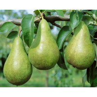 Pyrus communis ´Konference´ / Hrušeň podzimní, hr. planá, 125/150, C7