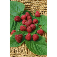 Rubus idaeus ´Zewa III.´ / Maliník červený, 60-80 cm, K12